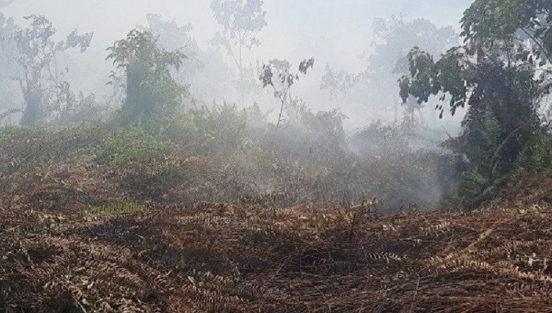 Kementan Siapkan Sanksi Tegas Buka Lahan Cara Membakar 